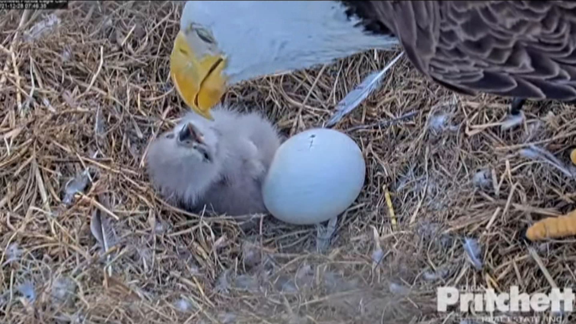 Watch rare livestream of bald eagles nesting on eggs in California