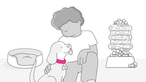 lemonade-pet-insurance 2
