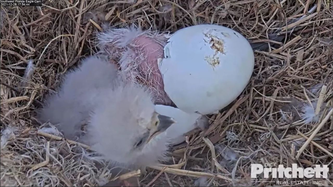 The second bald eagle has hatched in Florida. 