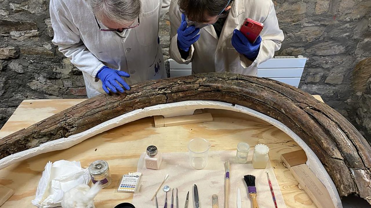 This is one of the mammoth tusks recovered from a dig site in Swindon, UK. Researchers conserved the tusk, estimated to be more than 200,000 years old, to prevent deterioration.