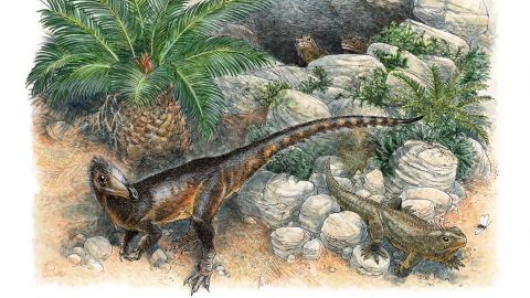 This illustration shows Pendraig milnerae, the earliest carnivorous dinosaur from the UK. 
