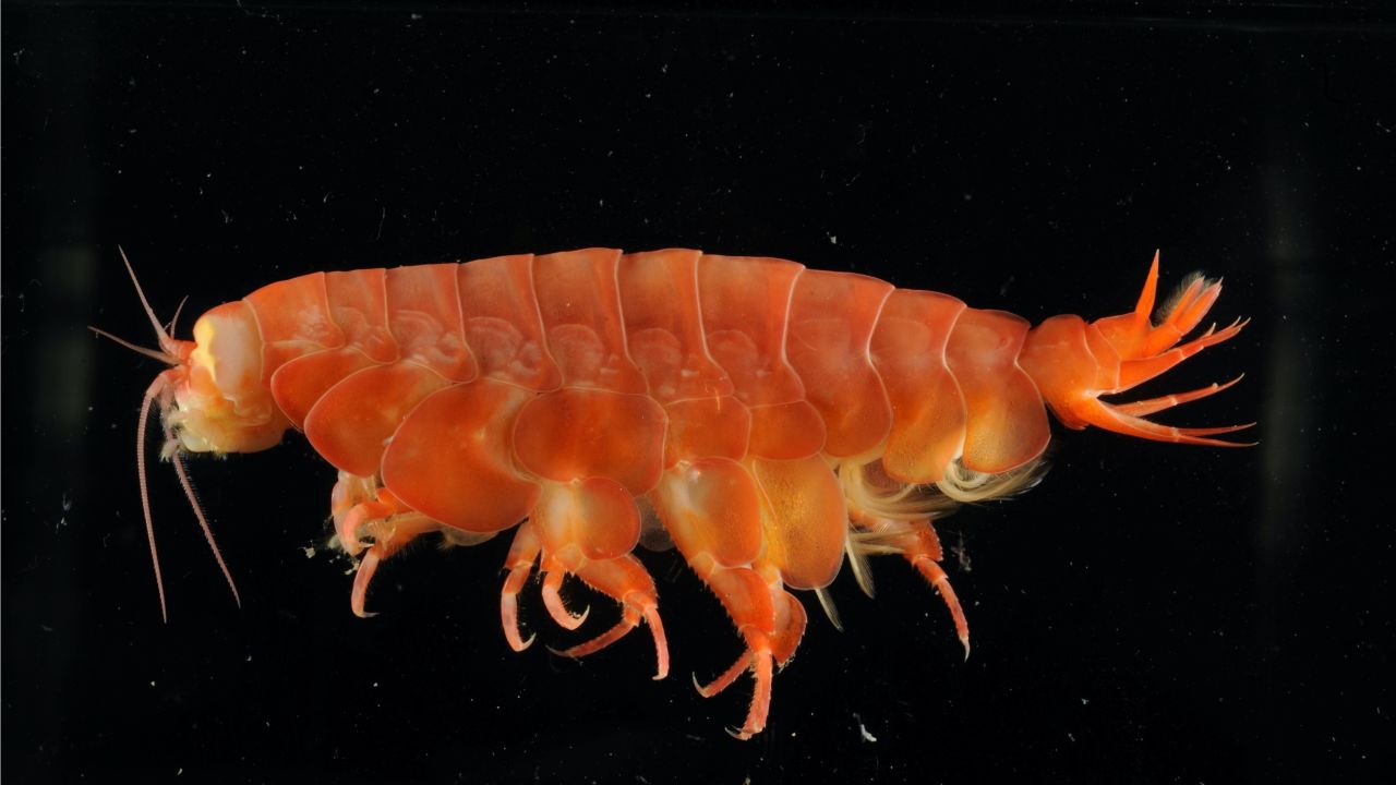 Eurythenes atacamensis, a crustacean related to shrimp, was found scavenging in the Atacama Trench off the coasts of Peru and Chile. 