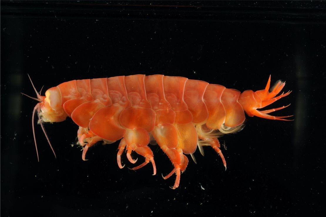 Eurythenes atacamensis, a crustacean related to shrimp, was found scavenging in the Atacama Trench off the coasts of Peru and Chile. 