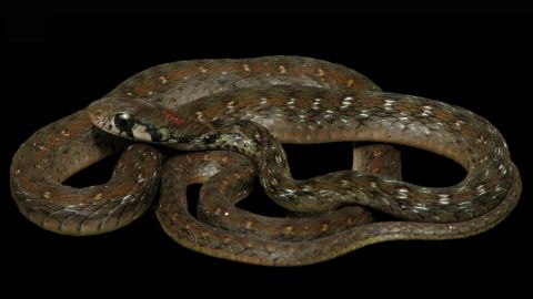 Rhabdophis bindi is a new species of snake from India and Bangladesh that lives in tropical evergreen forests. 