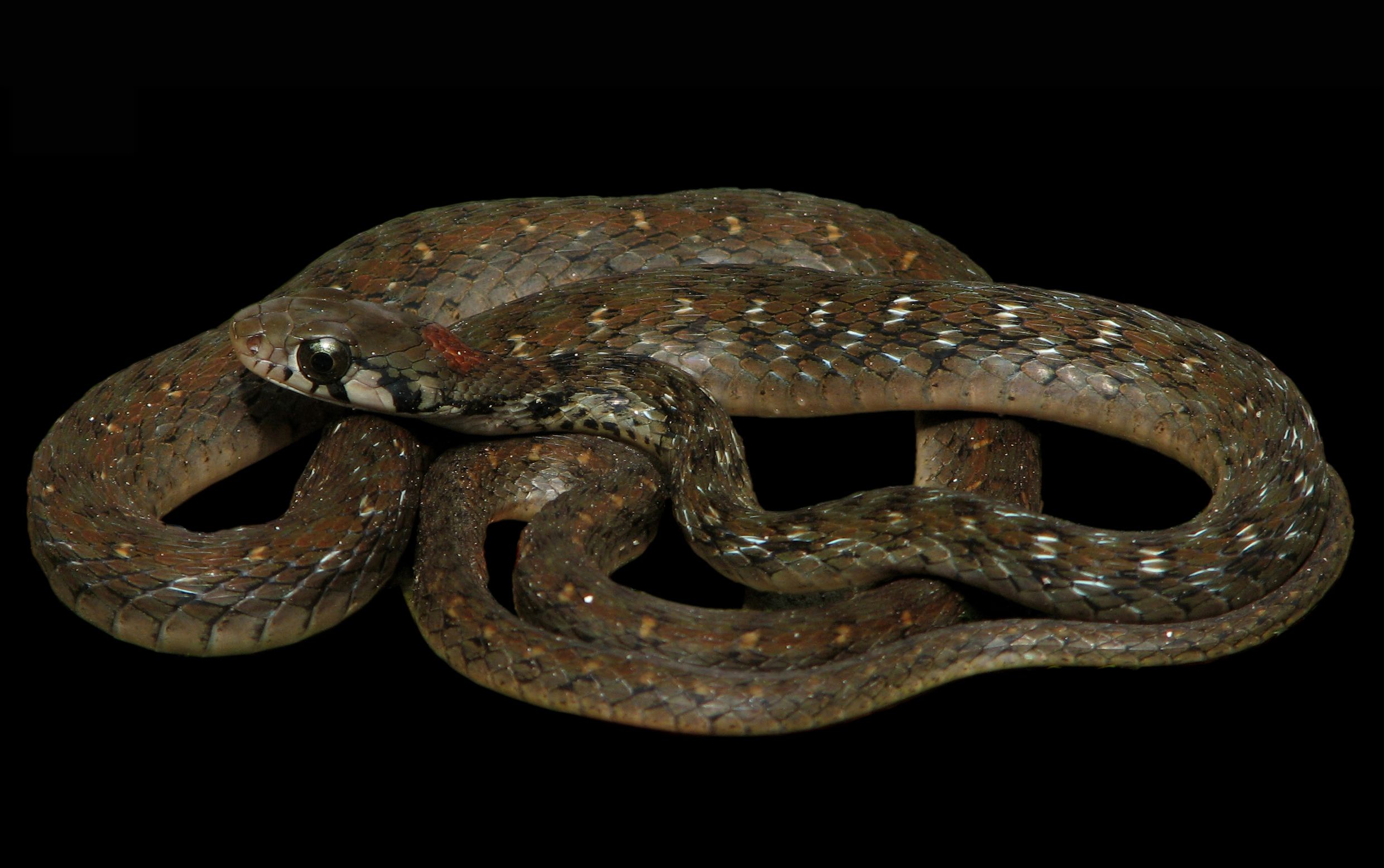 Discovery of a New Species of Enigmatic Odd-Scaled Snake