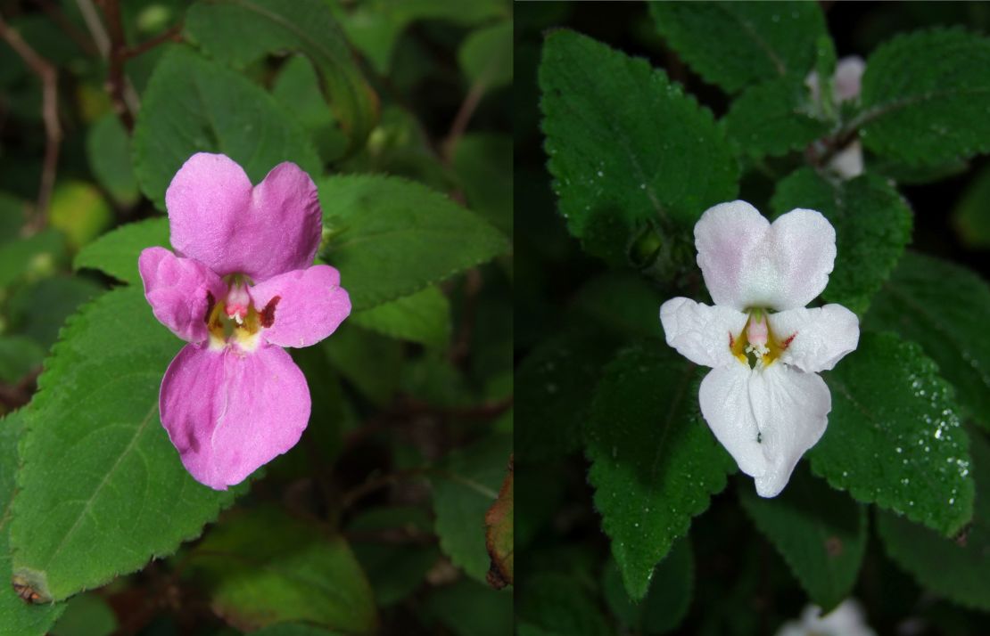 These colorful jewelweeds, or touch-me-nots, can be found in eastern Africa. 