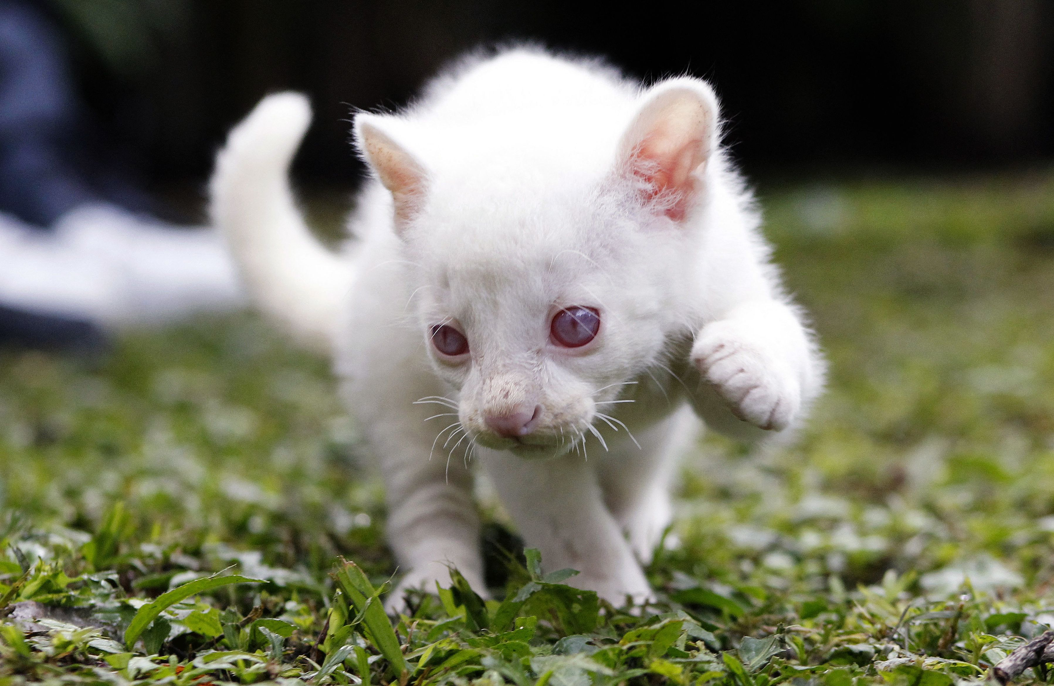 Video shows rare albino jaguarundi cub, rescued in Colombia | CNN