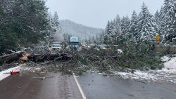 Watch: Vehicle dodges falling tree on Oregon highway