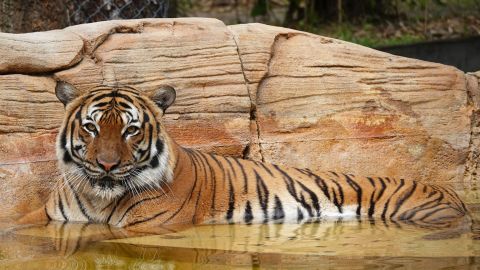 Eko, a Malayan tiger, arrived at the Naples Zoo in 2019.