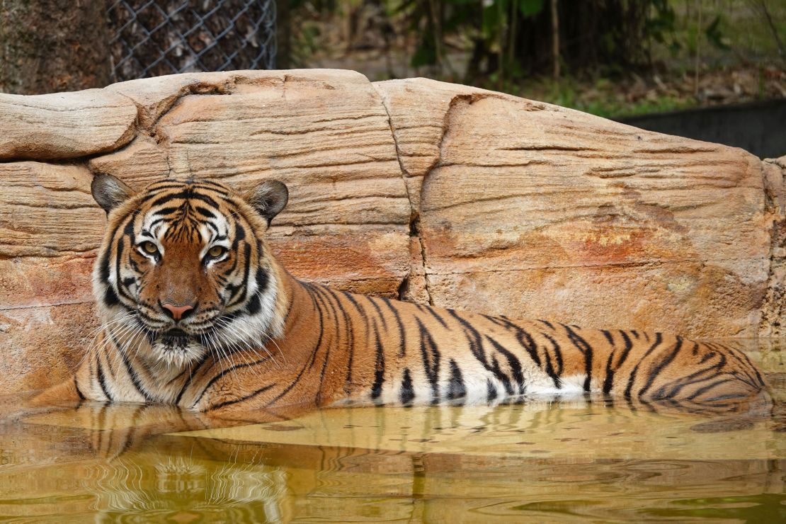 Eko, a Malayan tiger, arrived at the Naples Zoo in 2019. 