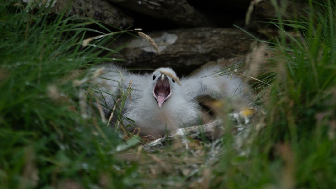 <strong>Stop right there: </strong>Fulmar chicks can projectile vomit a foul-smelling substance at predators. It's best not to get too close. 