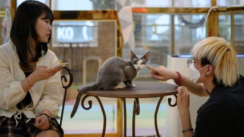 Customers play with a cat at the Eden Meerkat Friends animal cafe in Seoul on March 31, 2020. 