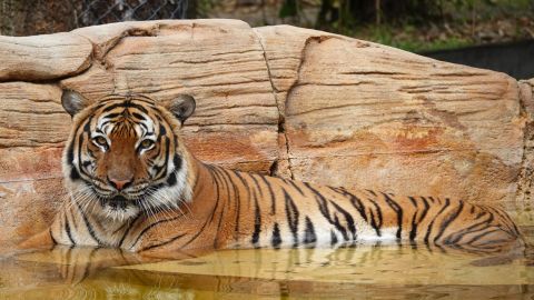 For many on staff, losing Eko is like losing a family member, the zoo CEO says.