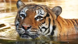 02 Naples Zoo tiger attack 123121