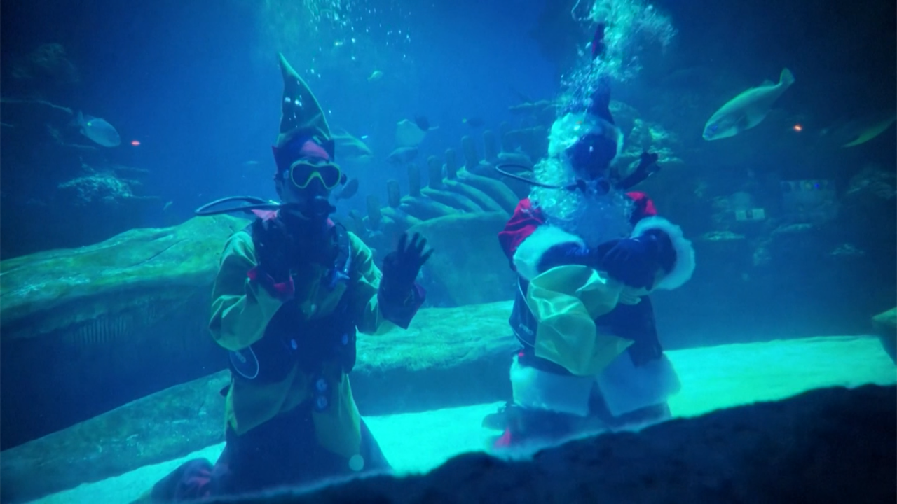 El acuario Sea life de Londres recibió una inusual visita a principios de diciembre, cuando Santa y uno de sus elfos se sumergieron en un estanque para llevar un poco de alegría navideña a los visitantes del acuario y a los animales que habitan allí.