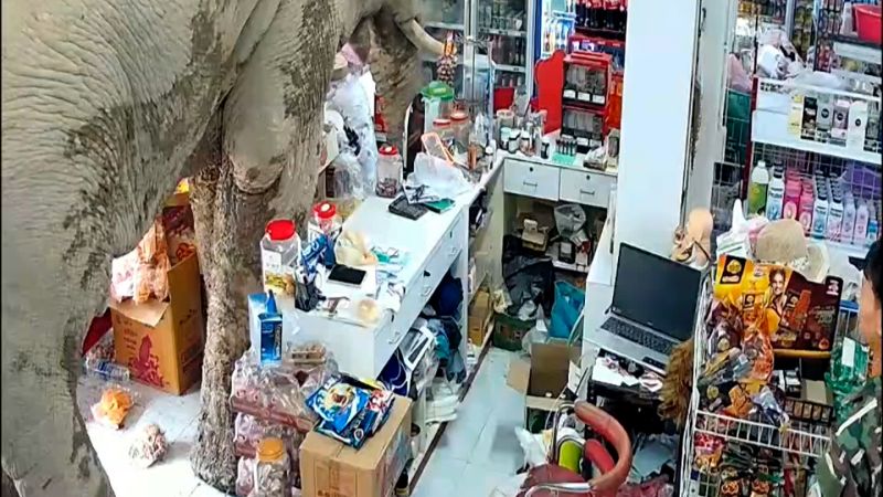 Hungry elephant caught on CCTV visiting convenience store