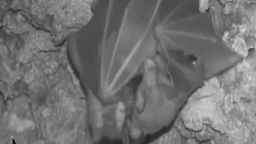 21886257 - Vampire bats hugs.00_00_39_19.Still002.jpg