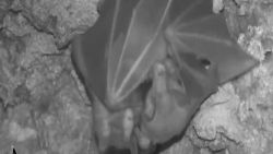 21886257 - Vampire bats hugs.00_00_39_19.Still002.jpg