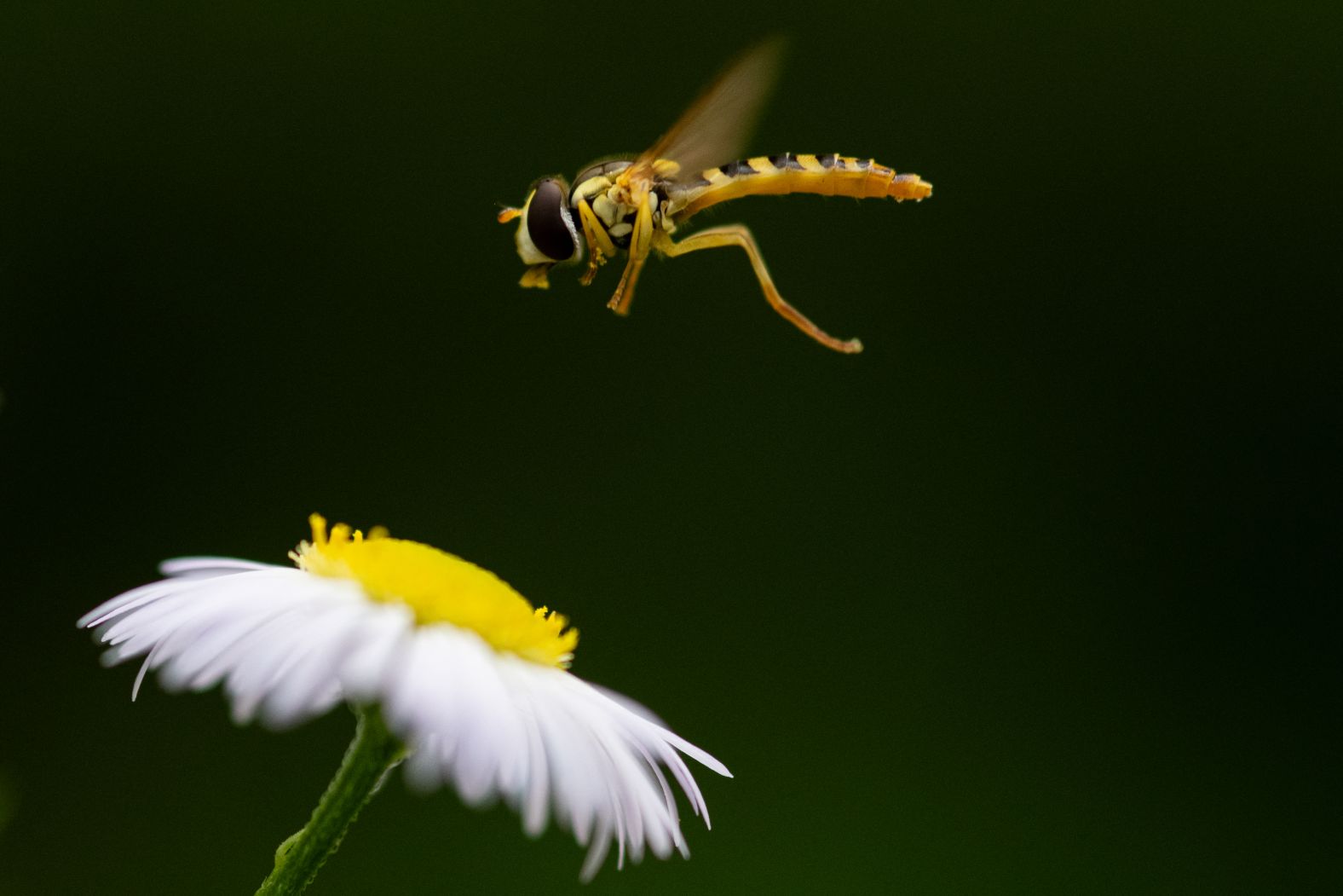 A hoverfly nears a flower at the Parc Floral de Paris on Tuesday, July 29.