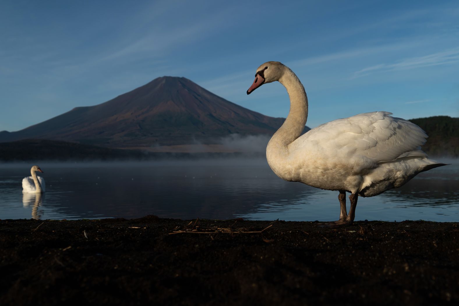 A swan stands on a beach of Japan’s Lake Yamanakako on Thursday, October 31. In the background is Mount Fuji, <a href="index.php?page=&url=https%3A%2F%2Fwww.cnn.com%2Ftravel%2Fjapan-mount-fuji-snow-climate-2024-intl-hnk%2Findex.html">which still remained snowless</a> — the latest the iconic mountain had been without a snowcap since records began 130 years ago.