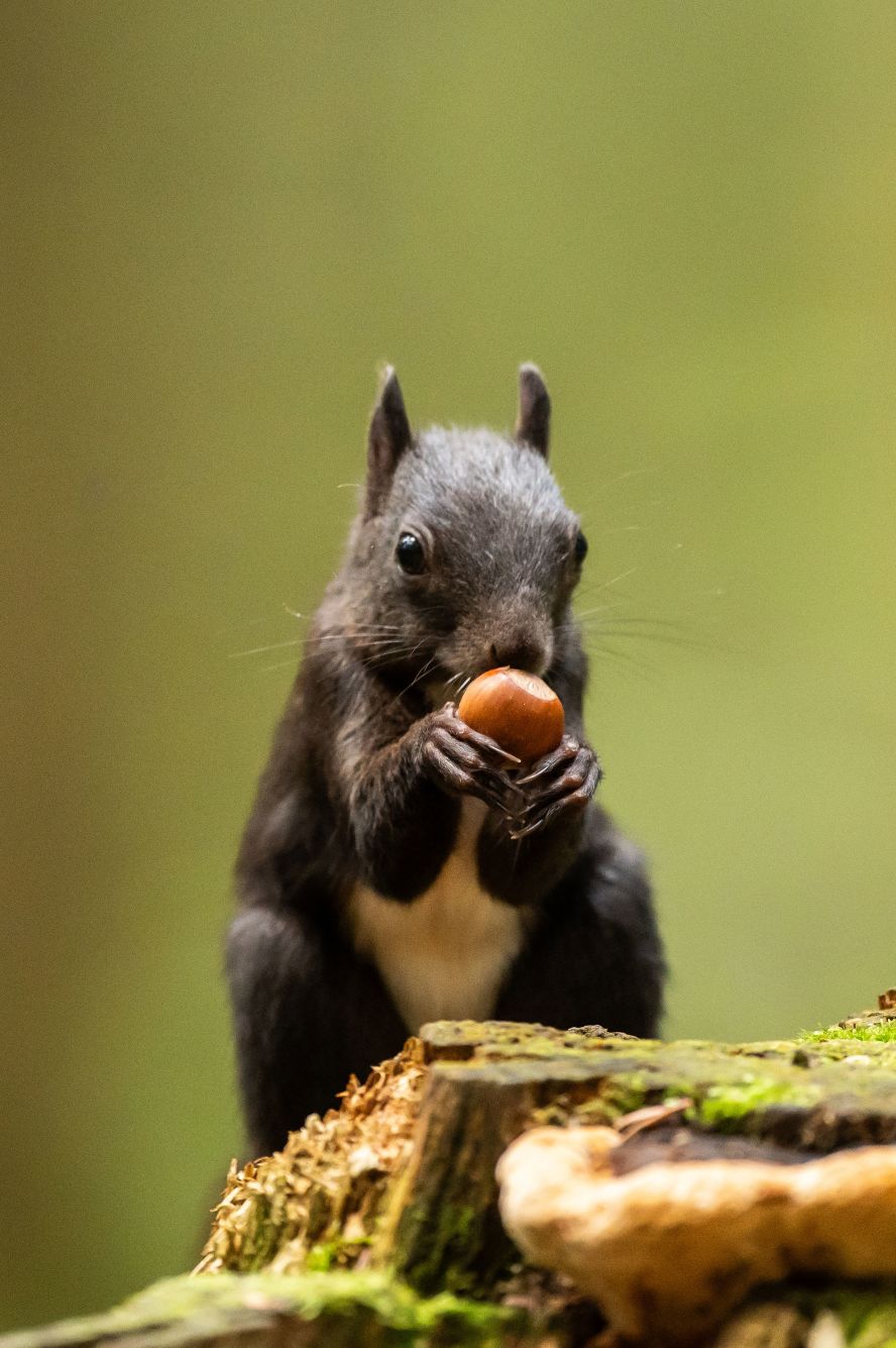 A squirrel nibbles on a hazelnut in the Doniswald forest in Königsfeld, Germany, on Monday, August 5.