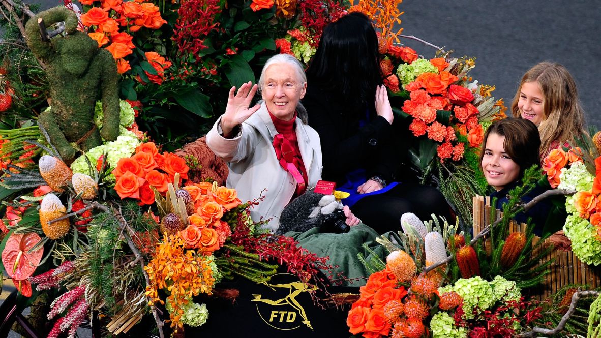 Goodall acts as the grand marshal for the Rose Parade in Pasadena, California, in 2013.