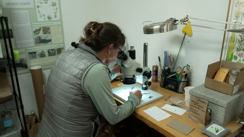 Back at MDLT headquarters, Asbell examines a seed under the microscope. The team first makes sure collected seed is “viable” – that there isn’t too much damage from mold or insects, and that the seed pods are filled, which would make it useful for possible replanting in the future. Everything is meticulously recorded as part of the seed bank project. “The goal is to preserve this amazing genetic diversity that we have,” Asbell says.