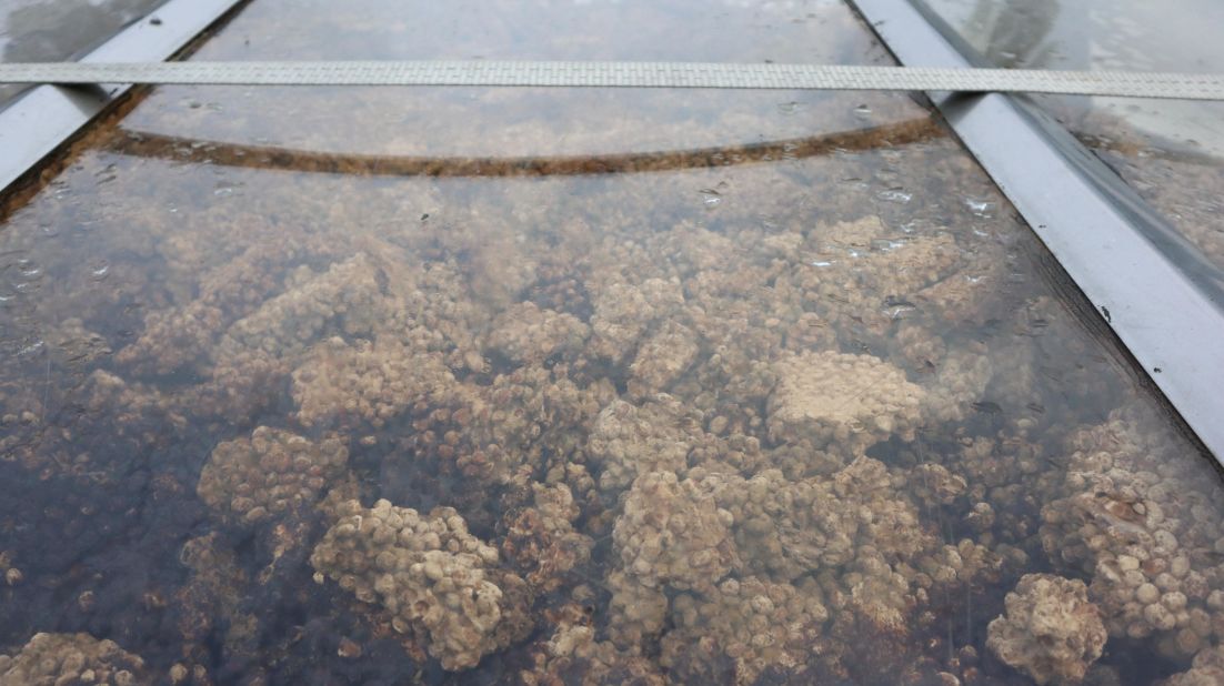 <strong>Step two: </strong>The fermented soybeans will then be placed in a tank together with a mixture of salt and water, which will then be exposed to the sun for two to three months as part of the second step in the fermentation process. 