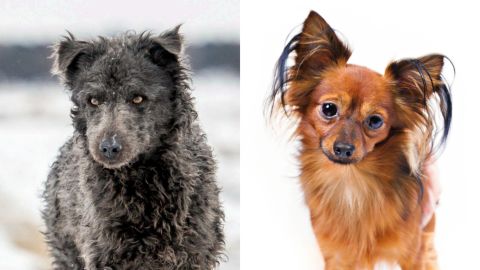 The Mudi, left, and the Russian Toy have both been recognized by the AKC.