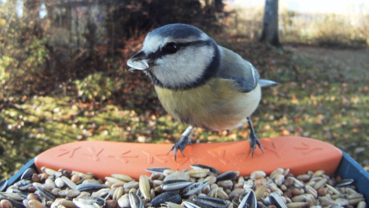 BirdBuddy Smart Bird Feeder is a bird feeder with a camera attached.