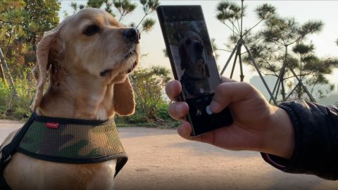 Petnow is an AI-driven smartphone application that identifies dogs with the unique patterns on their noses.