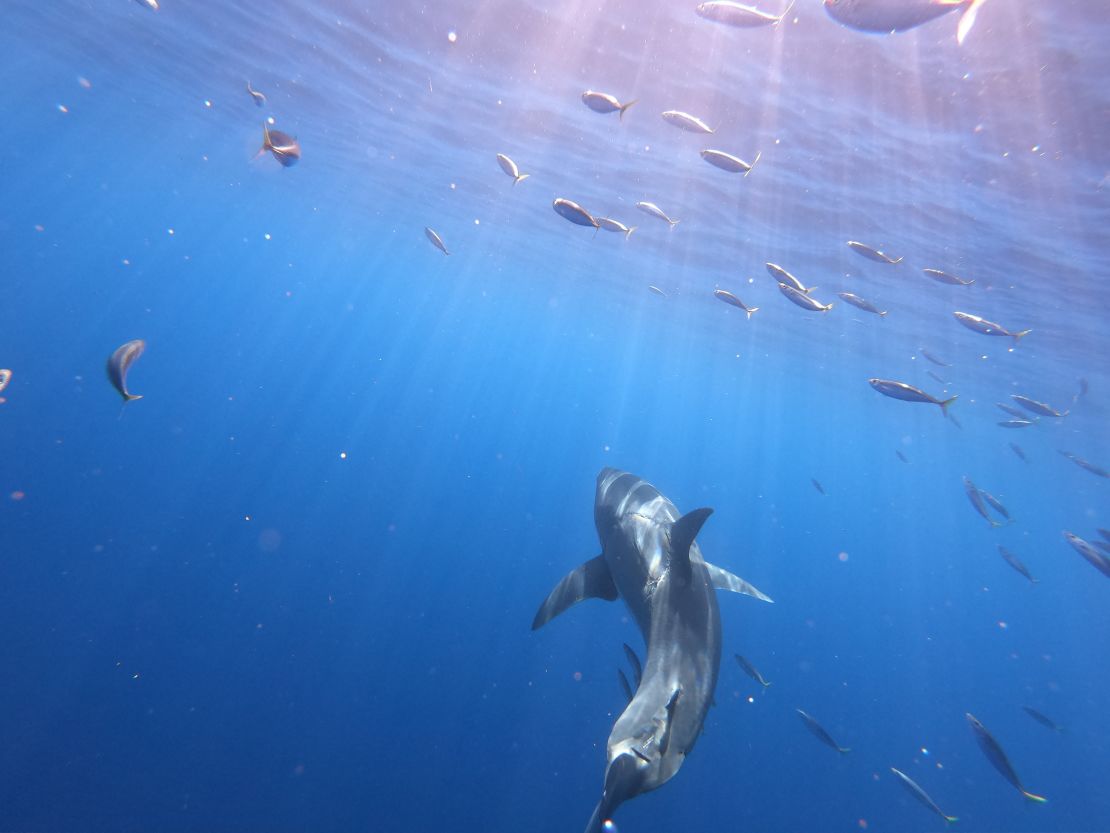 Najafov's photo of the great white shark has attracted widespread attention.