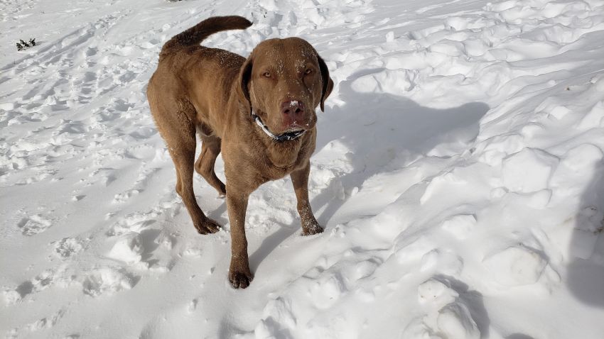 dog rescue colorado avalanche