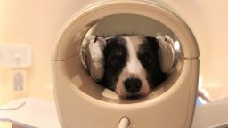 Dog brains can detect speech, and show different activity patterns to a familiar and an unfamiliar language, a new brain imaging study by researchers from the Department of Ethology, Eötvös Loránd University (Hungary) finds. This is the first demonstration that a non-human brain can differentiate two languages. This work has been published in NeuroImage.