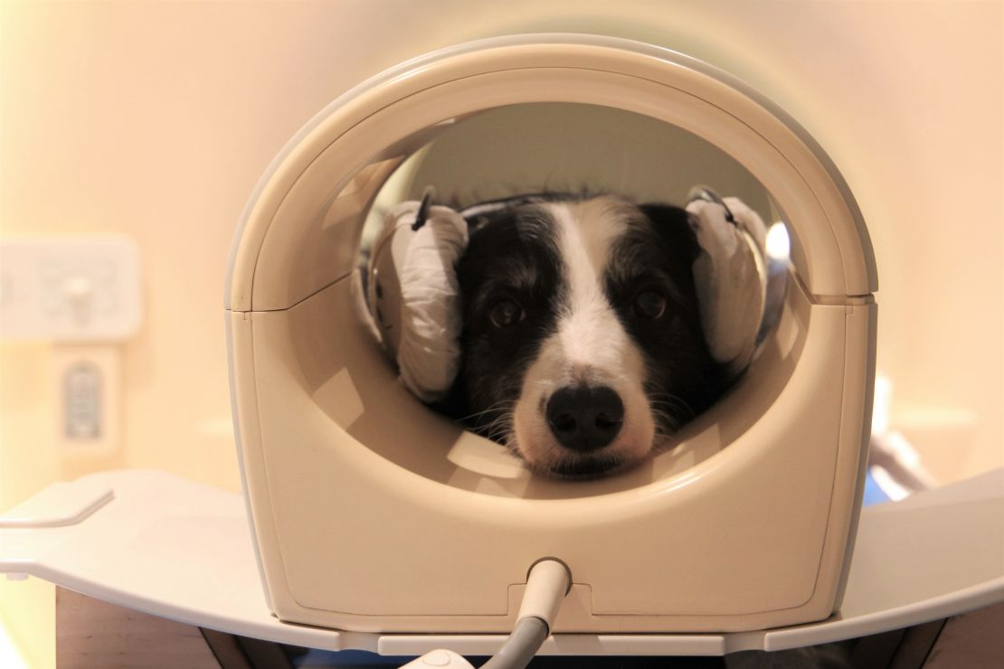 New research finds dog brains can detect speech, and show different activity patterns to a familiar and an unfamiliar language.