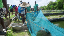 marketplace africa ghana aquaculture_00000203.png