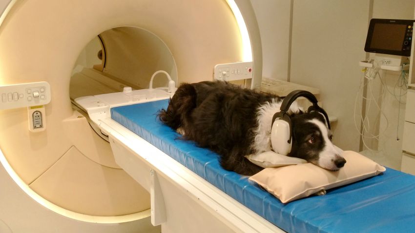 dog brain scanner 2