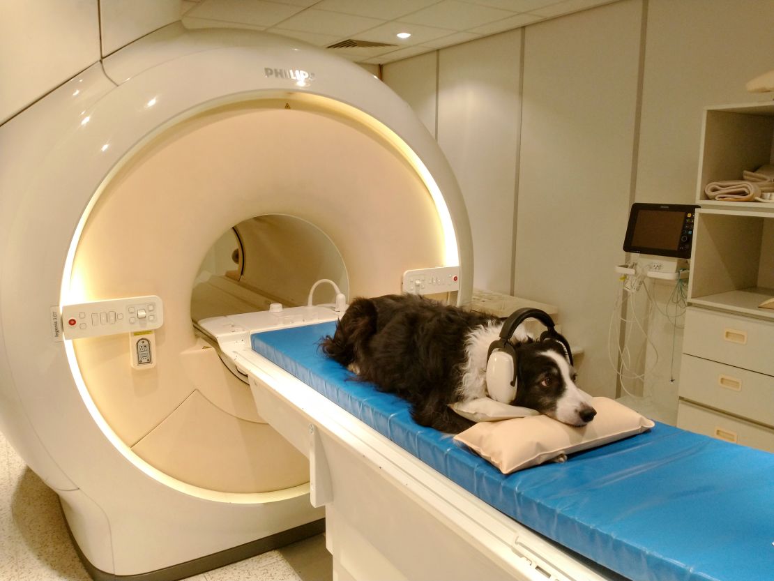 Researchers placed headphones on dogs to see how the canine brain responded to different languages.