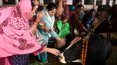 Индуистские преданные возносят молитвы корове во время фестиваля Гопал Аштами в Амритсаре, штат Пенджаб, 11 ноября 2021 года.
