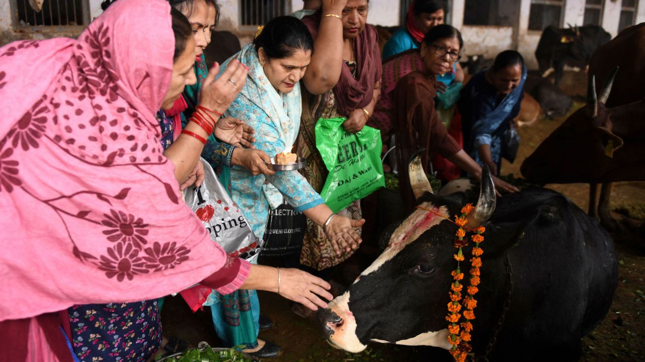 Hindu devotees offer prayers to a cow during the Gopal Ashtami festival, in Amritsar, Punjab, on November 11, 2021.