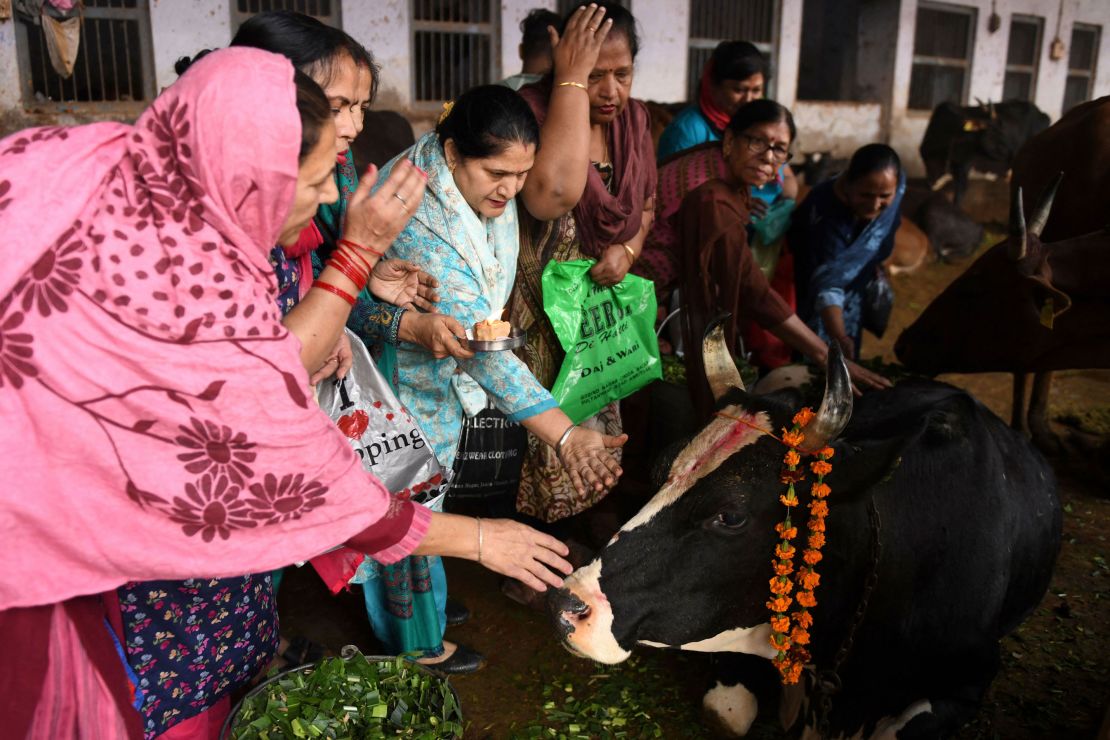 Hindu devotees offer prayers to a cow during the Gopal Ashtami festival, in Amritsar, Punjab, on November 11, 2021.