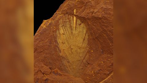 A fossilized feather found at the site is shown. Scientists believe it would have been dark brown or black.