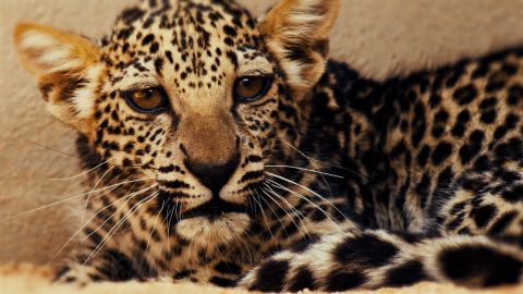 In Aprll 2021, the latest of 16 cubs was born in captivity in Taif, Saudi Arabia as part of the kingdom's Arabian leopard breeding program.