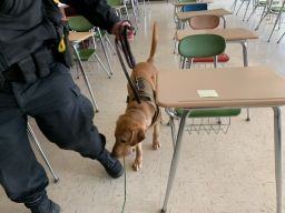 Covid detection dogs are being utilized in Massachusetts schools.