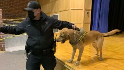 Covid detection dogs are being utilized in Massachusetts schools.