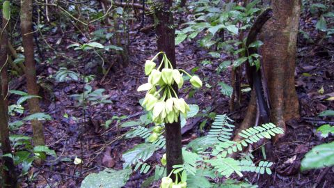 The uvariopsis dicaprio belongs to the ylang-ylang family. It is four meters tall, and has bouquets of yellow and green flowers on the trunk.
