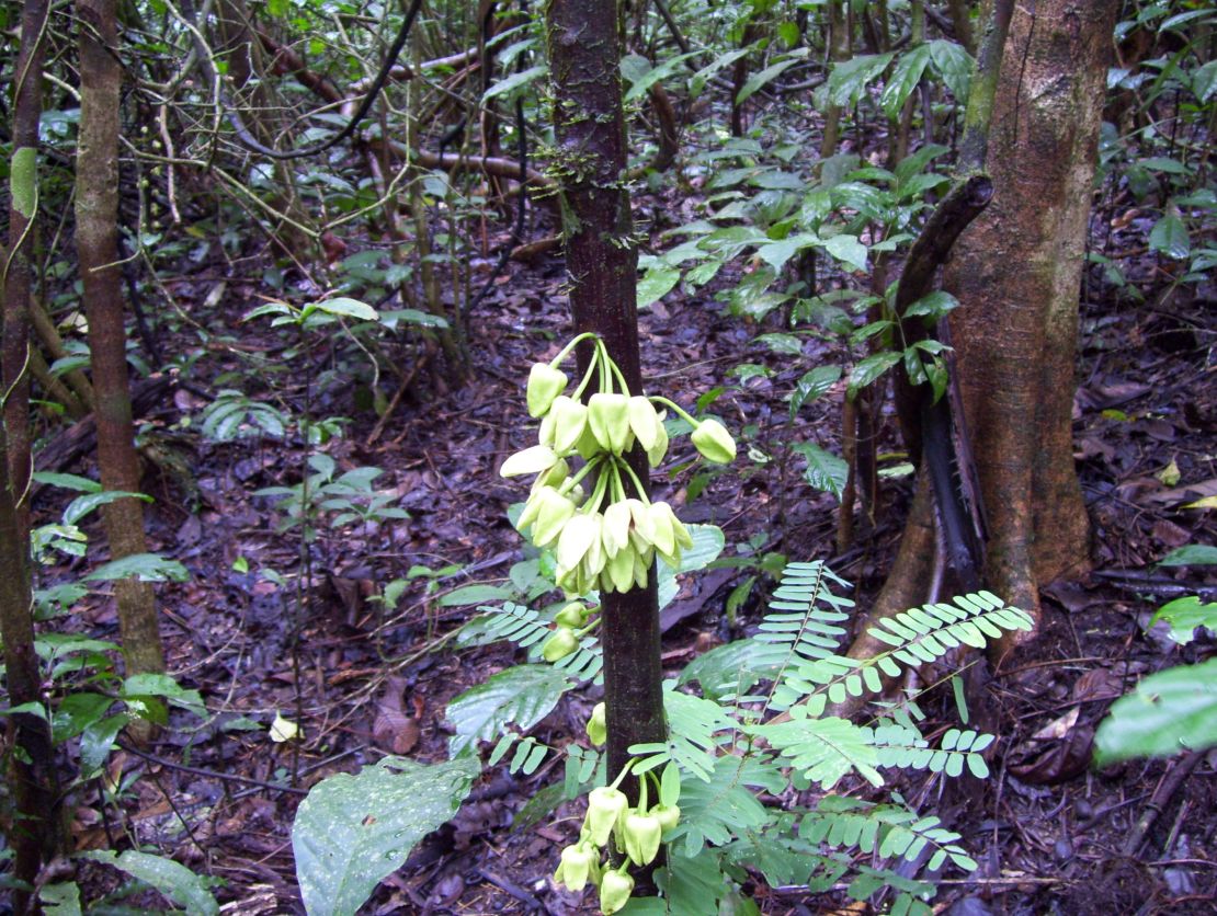 The uvariopsis dicaprio belongs to the ylang-ylang family. It is four meters tall, and has bouquets of yellow and green flowers on the trunk.