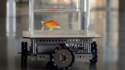 A goldfish navigates on land using a fish-operated vehicle developed by a research team at Ben-Gurion University in Beersheba, Israel, January 6, 2022. Picture taken January 6, 2022. REUTERS/Ronen Zvulun