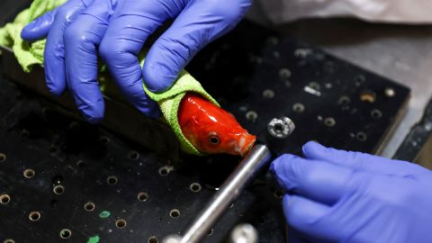 A researcher prepares a goldfish for its driving lesson.