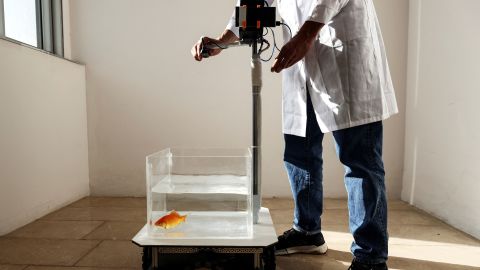 A researcher adjusts a fish-operated vehicle navigated by a goldfish.